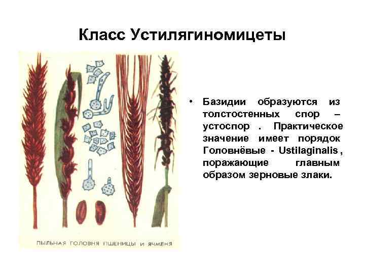 Класс Устилягиномицеты    • Базидии образуются из   толстостенных  спор