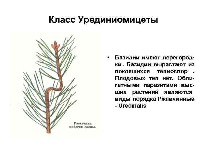 Класс Урединиомицеты    • Базидии имеют перегород-   ки. Базидии вырастают