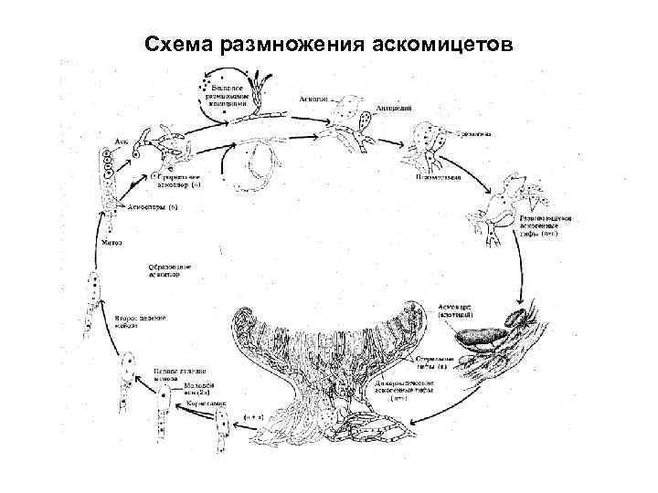 Цикл развития аскомицетов рисунок