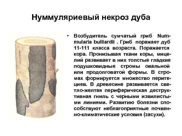 Нуммуляриевый некроз дуба   • Возбудитель сумчатый гриб Num-   mularia bulliardii.