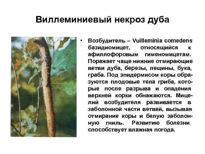 Виллеминиевый некроз дуба  • Возбудитель – Vuilleminia comedens  базидиомицет, относящийся к 