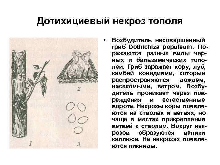 Дотихициевый некроз тополя   • Возбудитель несовершенный   гриб Dothichiza populeum. По-