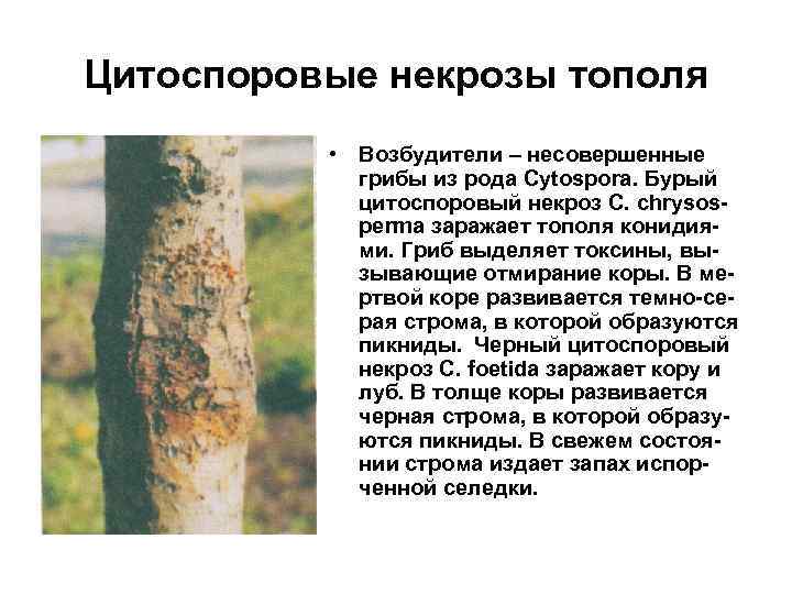 Цитоспоровые некрозы тополя  • Возбудители – несовершенные   грибы из рода Cytospora.