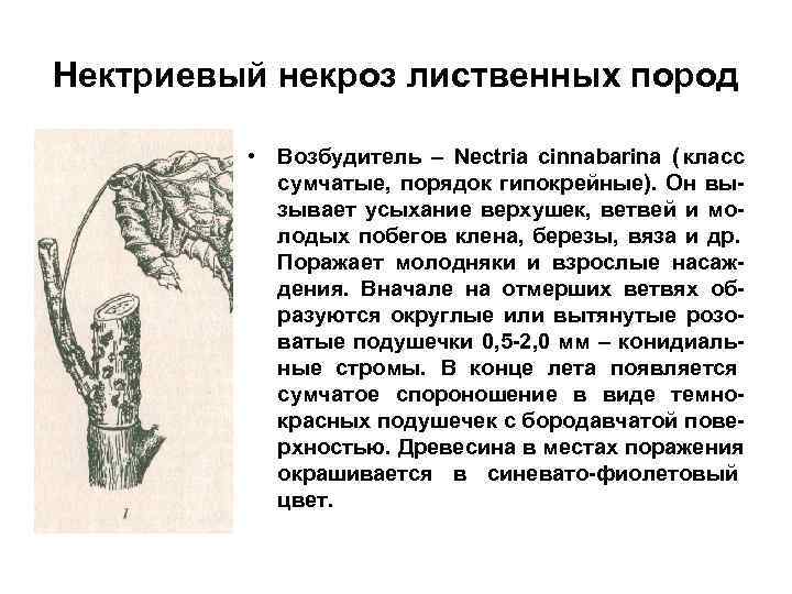 Нектриевый некроз лиственных пород  • Возбудитель – Nectria cinnabarina ( класс  сумчатые,