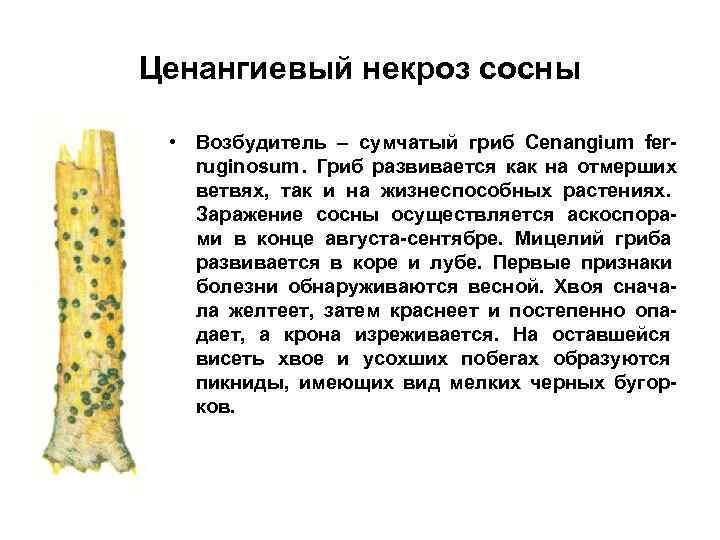 Ценангиевый некроз сосны  • Возбудитель – сумчатый гриб Cenangium fer-  ruginosum. Гриб