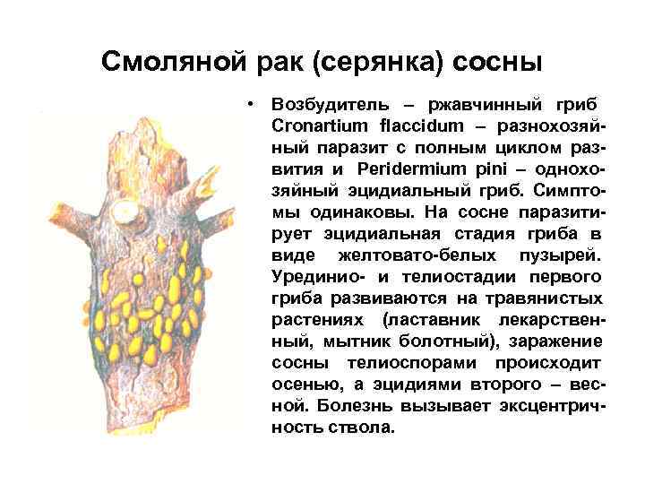Смоляной рак (серянка) сосны  • Возбудитель – ржавчинный гриб  Cronartium flaccidum –