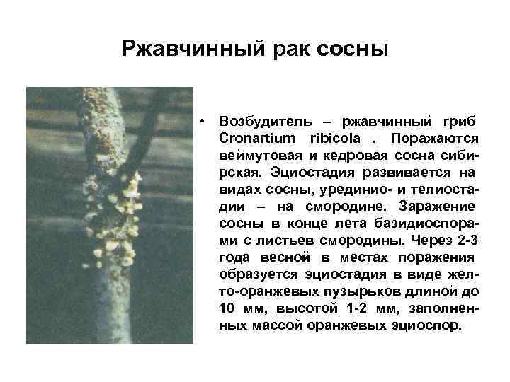 Ржавчинный рак сосны   • Возбудитель – ржавчинный гриб  Cronartium ribicola. Поражаются