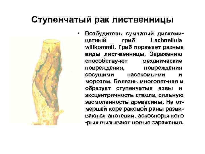 Ступенчатый рак лиственницы   • Возбудитель сумчатый дискоми-  цетный  гриб Lachnellula