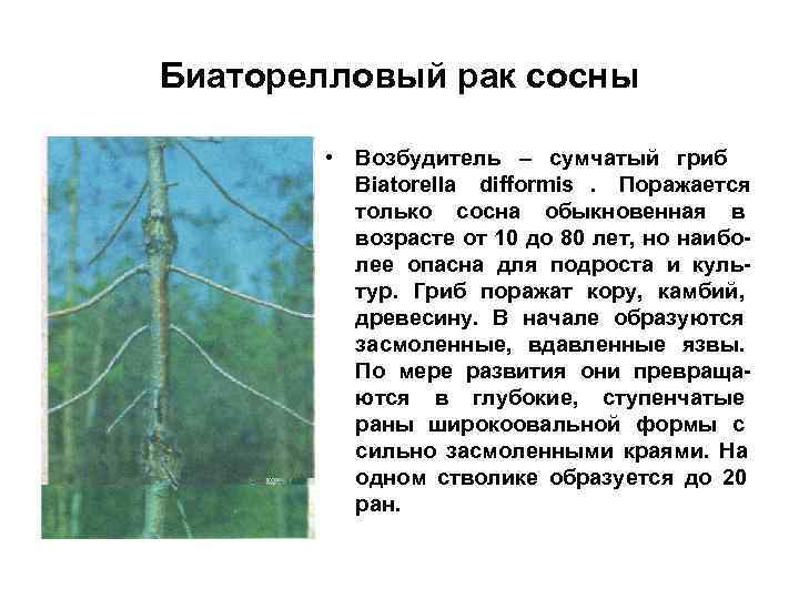 Биаторелловый рак сосны   • Возбудитель – сумчатый гриб   Biatorella difformis.
