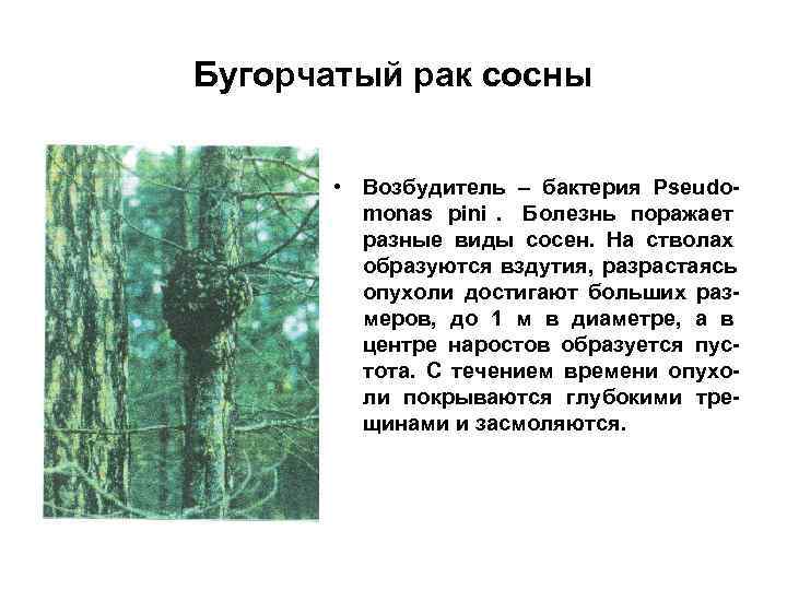 Бугорчатый рак сосны   • Возбудитель – бактерия Pseudo-   monas pini.