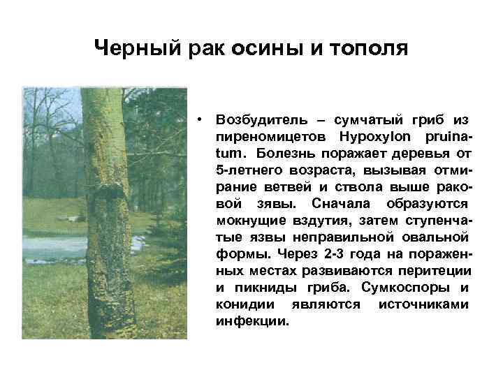 Черный рак осины и тополя  • Возбудитель – сумчатый гриб из  пиреномицетов