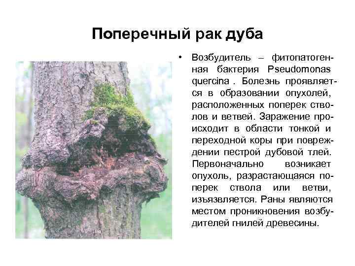 Поперечный рак дуба  • Возбудитель – фитопатоген-  ная бактерия Pseudomonas  quercina.