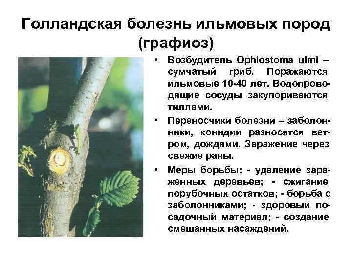 Голландская болезнь ильмовых пород   (графиоз)    • Возбудитель Ophiostoma ulmi