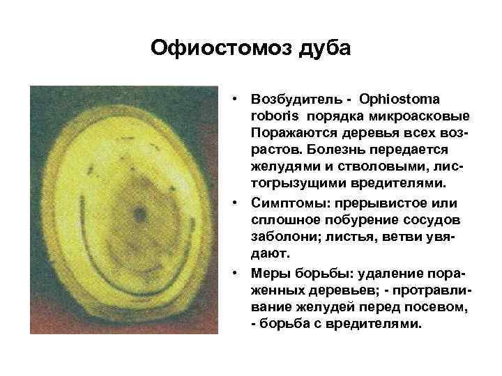 Офиостомоз дуба   • Возбудитель - Ophiostoma   roboris порядка микроасковые 