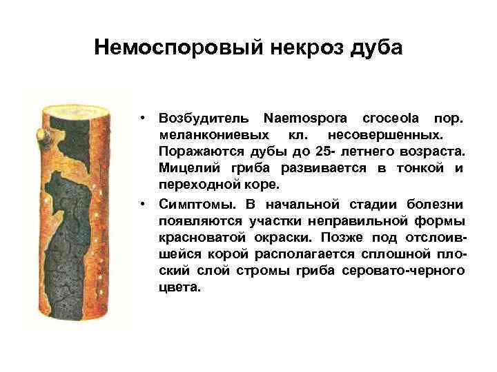 Немоспоровый некроз дуба  • Возбудитель Naemospora croceola пор.  меланкониевых кл. несовершенных. 