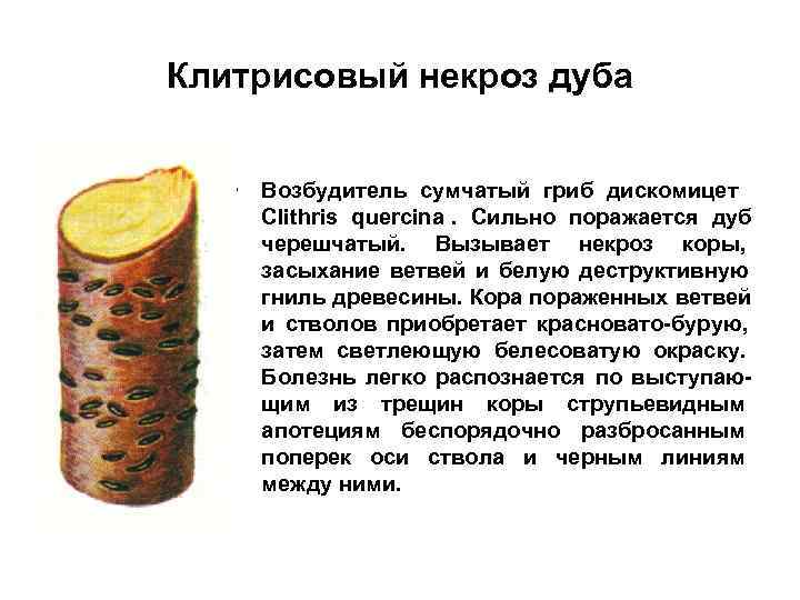 Клитрисовый некроз дуба  • Возбудитель сумчатый гриб дискомицет Clithris quercina. Сильно поражается дуб