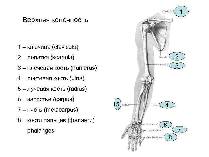 Сделайте анализ терминов по тэ osteologia pathologia