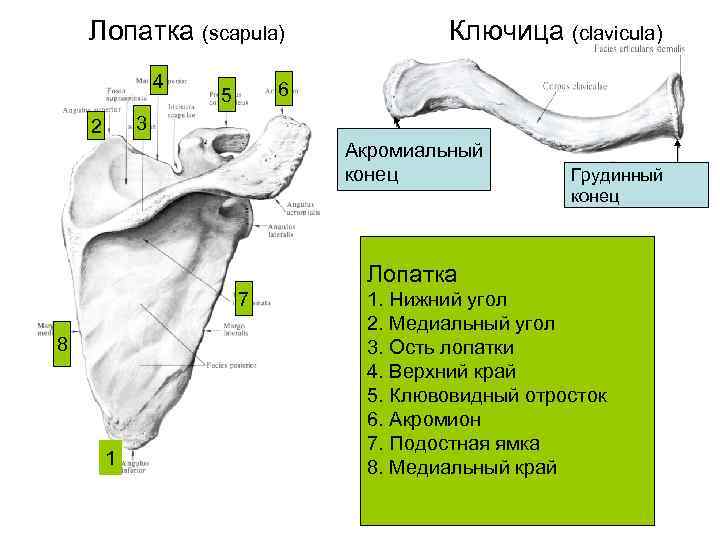 Ключица на латинском. Акромион лопатки и ключица. Акромион и ость лопатки. Медиальный грудинный конец ключицы. Акромион и клювовидный отросток лопатки.