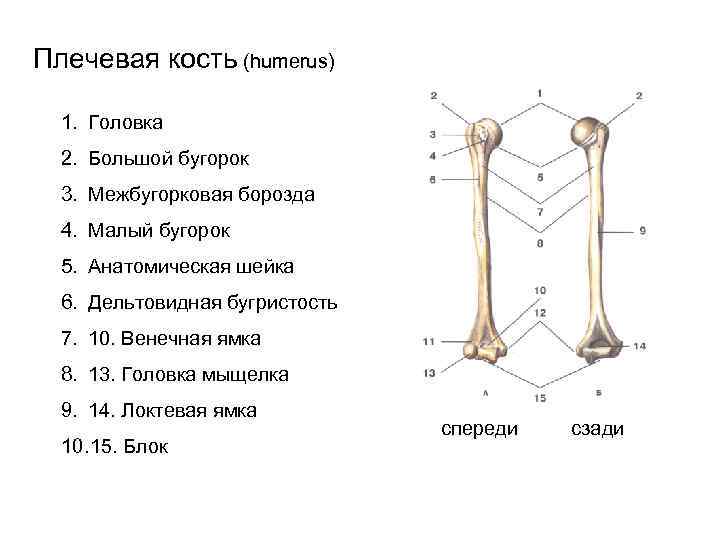 Гребень малого бугорка плечевой кости