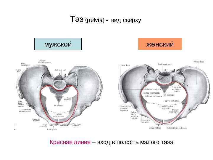 Показать малый таз женщины