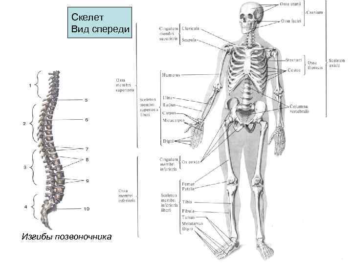 Показать на рисунке переднюю. Остеология кости туловища. Синельников анатомия скелет. Остеология схемы. Остеология анатомия костей карточки.