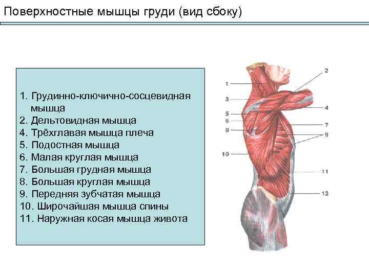 Поверхностные группы мышц