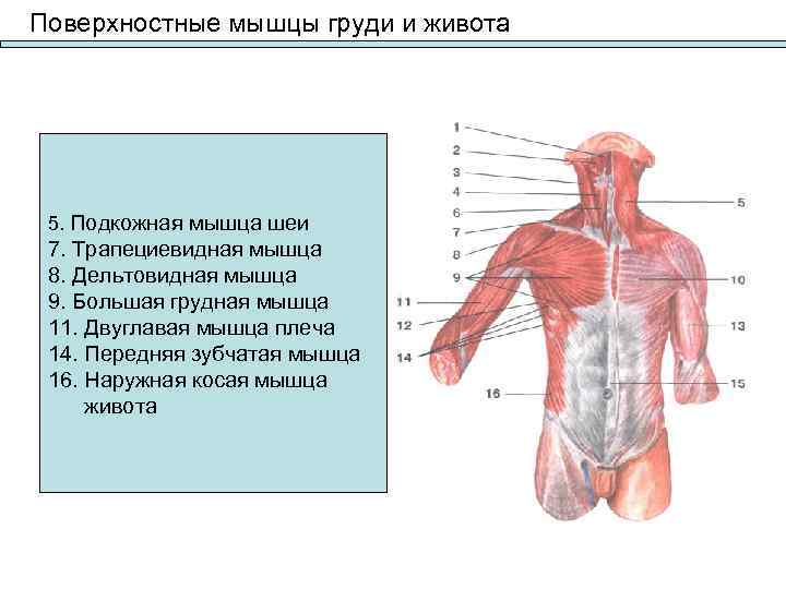 На рисунке цифрами 123 обозначены соответственно мышцы