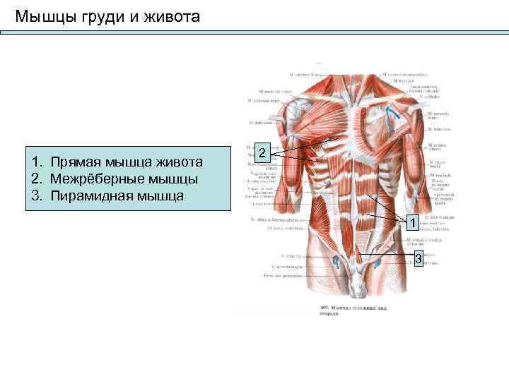 Мышцы груди и живота      2 1. Прямая мышца живота