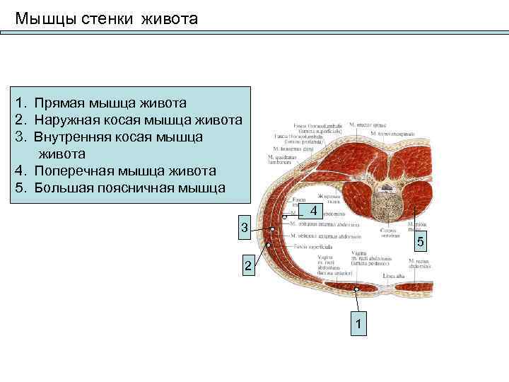 Стенки мышцы