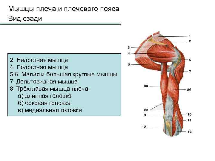 Сухожилие надостной мышцы плеча фото