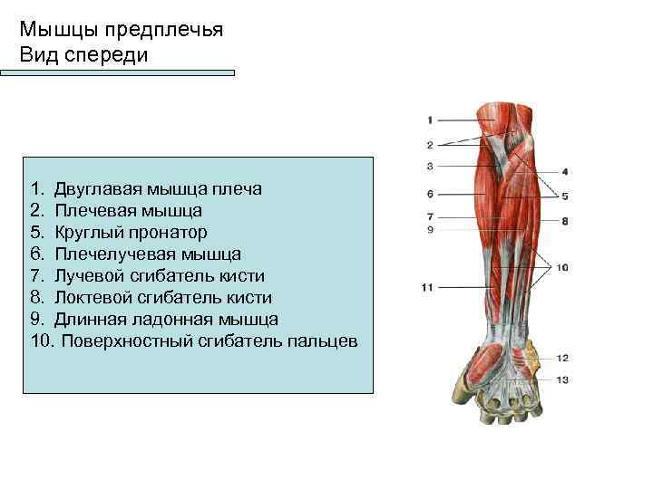 Мышцы предплечья передняя группа глубокий слой