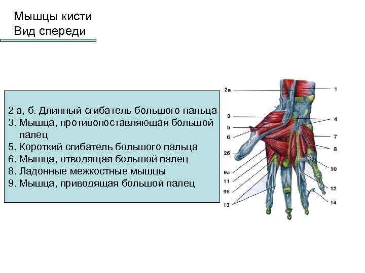 Виды запястья