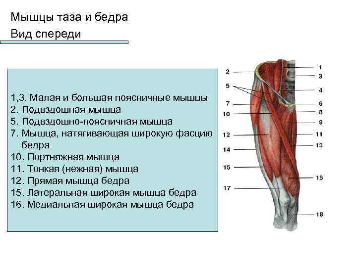 Мышцы таза схема