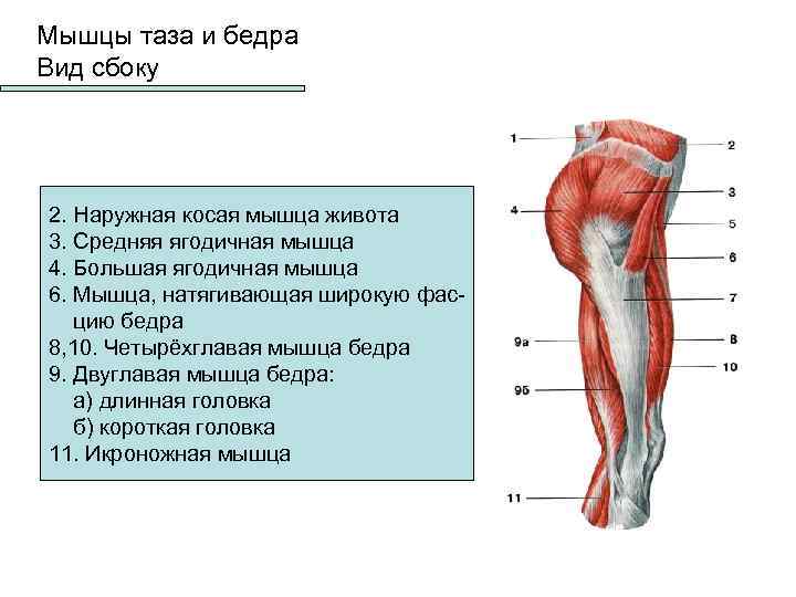 Сильно болит мышца бедра