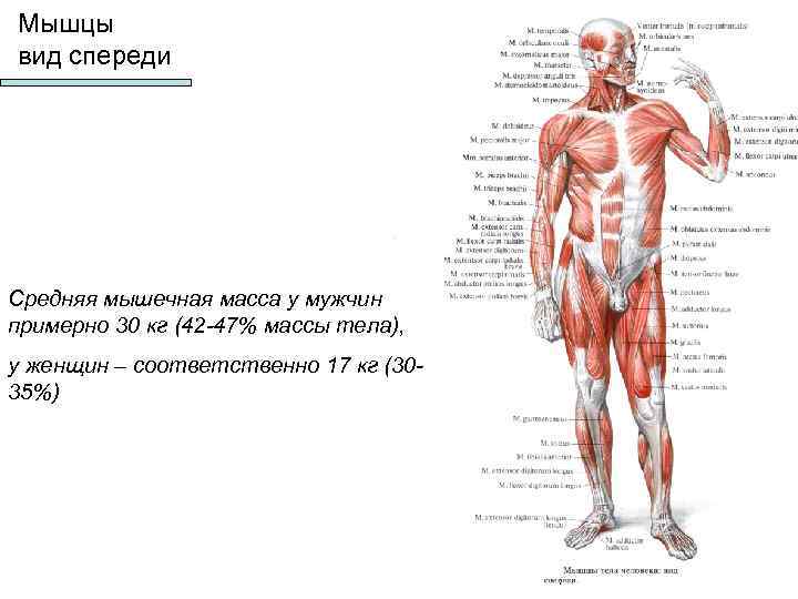 Мышцы виды