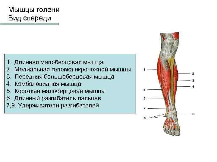 Длинная малоберцовая мышца фото