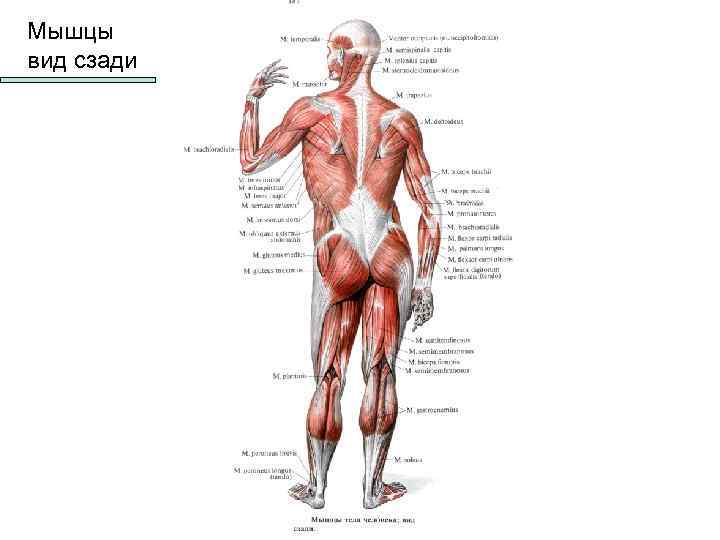 Мышцы вид сзади 