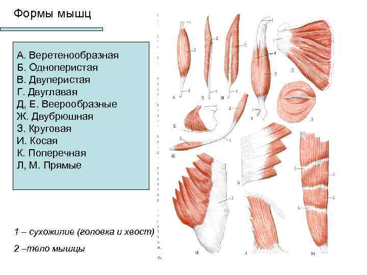 Мышечный тип. Формы мышц. Различные формы мышц. Зарисовать различные формы мышц.. Перистый Тип мышц.