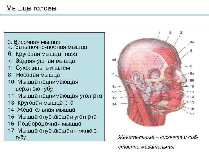 Мышцы головы  3. Височная мышца 4. Затылочно-лобная мышца 6. Круговая мышца глаза 7.