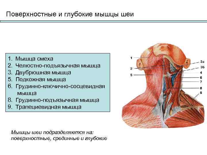 К поверхностным мышцам шеи относятся