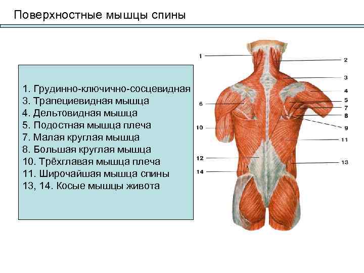 Трапециевидная мышца фото спереди