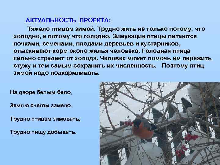    АКТУАЛЬНОСТЬ ПРОЕКТА:  Тяжело птицам зимой. Трудно жить не только потому,