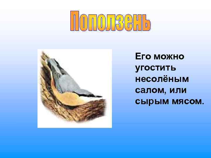 Его можно угостить несолёным салом, или сырым мясом. 