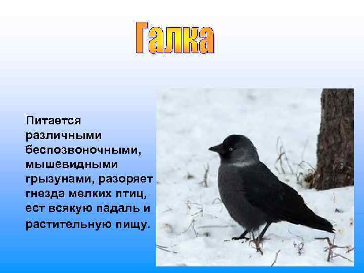  Питается  различными  беспозвоночными,  мышевидными  грызунами, разоряет  гнезда мелких