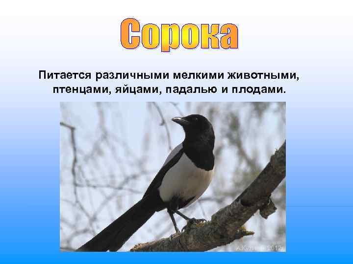 Питается различными мелкими животными, птенцами, яйцами, падалью и плодами. 