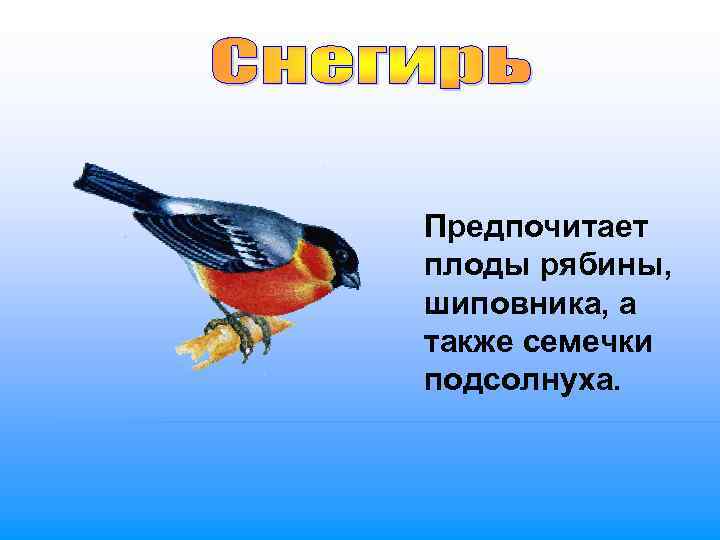 Предпочитает плоды рябины,  шиповника, а также семечки подсолнуха. 