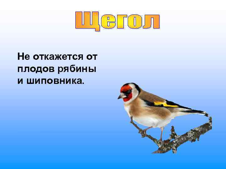 Не откажется от плодов рябины и шиповника. 