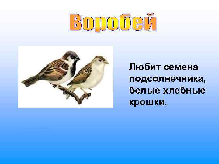 Любит семена подсолнечника,  белые хлебные крошки. 