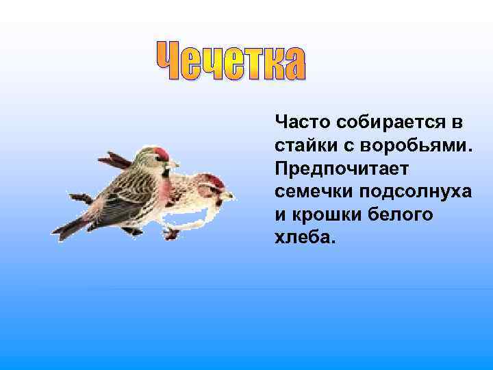 Часто собирается в стайки с воробьями.  Предпочитает семечки подсолнуха и крошки белого хлеба.