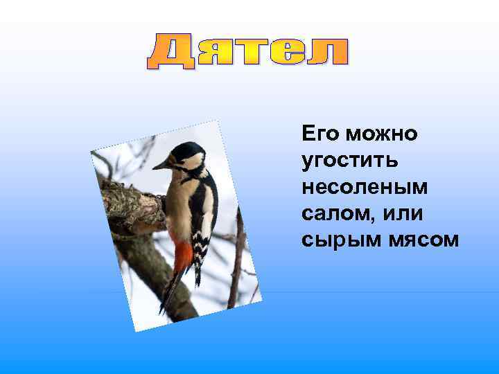 Его можно угостить несоленым салом, или сырым мясом 